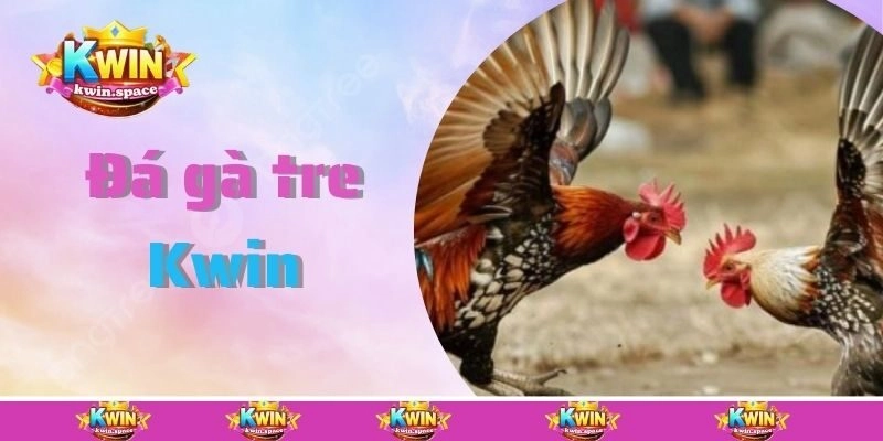 Đá Gà Tre – Gợi Ý Kinh Nghiệm Cược Đá Gà Thắng Lớn
