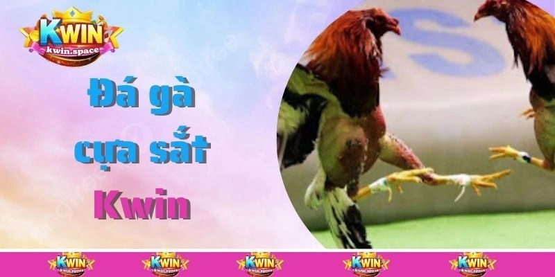 Đá Gà Cựa Sắt Kwin – Đấu Trường Nảy Lửa, Kịch Tính Từng Giây