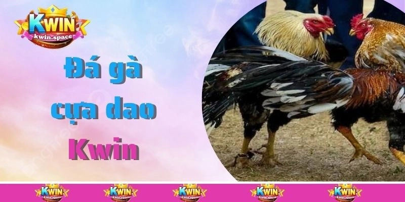 Đá Gà Cựa Dao Kwin Hình Thức Giải Trí Cá Cược Đầy Kịch Tính