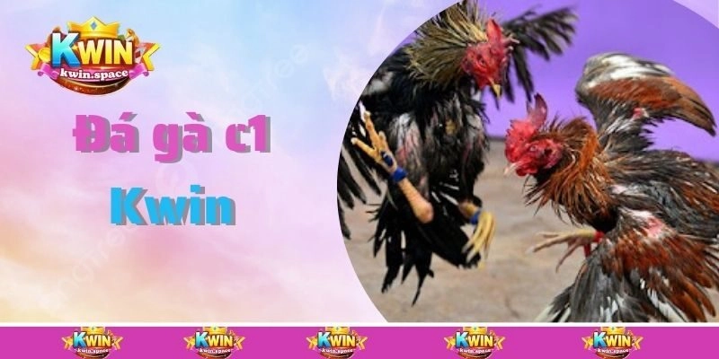 Đá Gà C1 – Đấu Trường Đẳng Cấp, Gay Cấn Từng Giây Tại Kwin