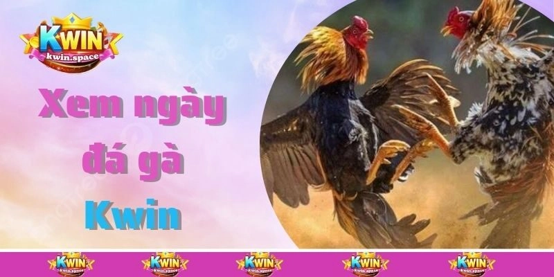Xem Ngày Đá Gà Cực Chuẩn Xác Theo Bí Quyết Từ Chuyên Gia