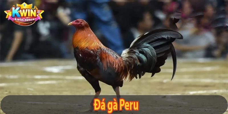 Đá Gà Peru – Tổng Hợp Các Loại Đá Gà Phổ Biến 2025